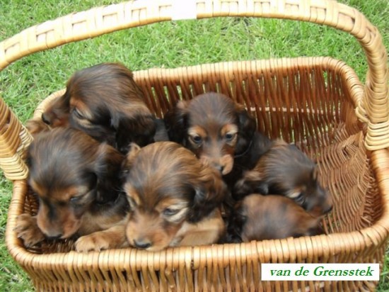 17-7-2012 Rasmus met  zijn zusjes in de mand. 6 weekjes oud.