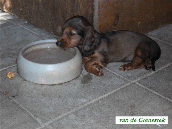 3-8-2012. Rasmus 8 weekjes. Lekker slapen bij de waterbak.