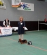 15-9-2013. Olen show  Teckelclub Belgi 1U, Beste reu, CAC