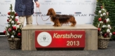 20-12-2013. Kerstshow. 1Uitmuntend, CAC, CACIB, Beste reu, BOB