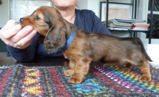 Met 7 weekjes oefenen met  het in stand staan op tafel