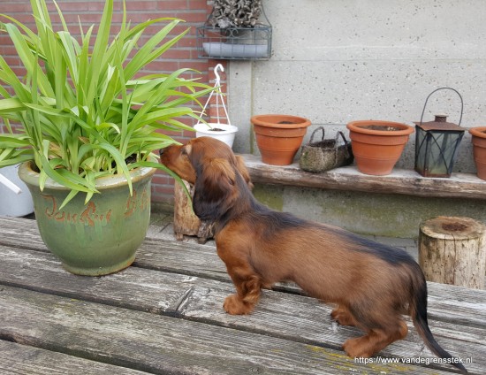 Wennen met op tafel staan