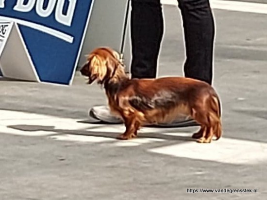 26-3-2022 KV Rijnland Dogshow