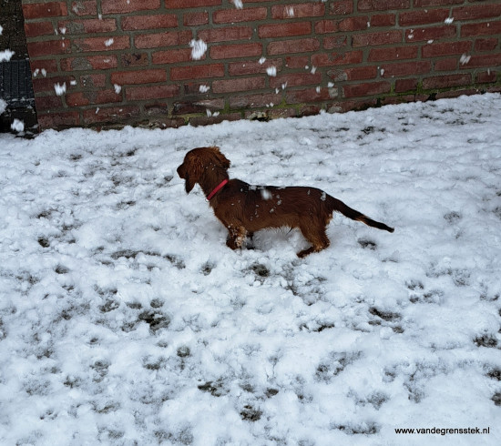 8-3-2023 Sneeuw. Een nieuwe ontdekking