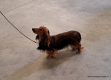22-3-2025 Lady, Weelde