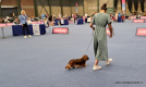 29-6-2025 Coki in de ring met Inge