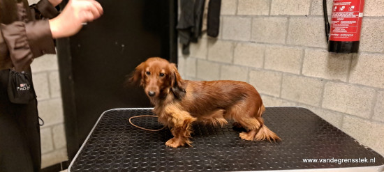 14-1-2026. Vrij op tafel 7 maanden oud