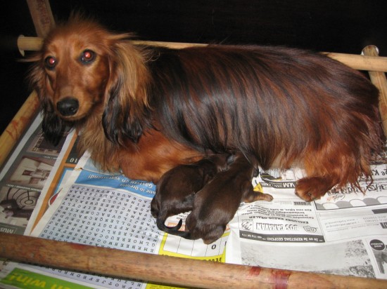 Doortje met haar 2 pups geboren 16-5-2010. 1 jongetje en 1 meisje.