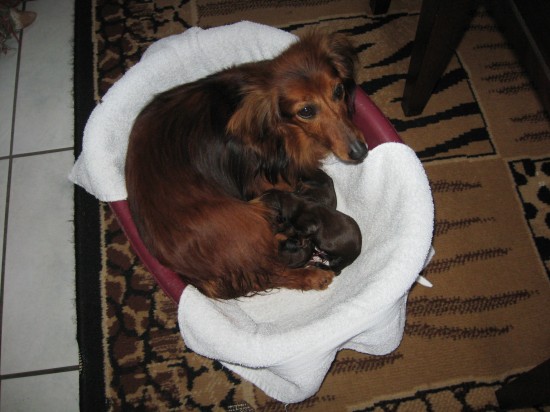 Amora en haar pups. Geboren op 26-5-2010. Het zijn 2 jongetjes