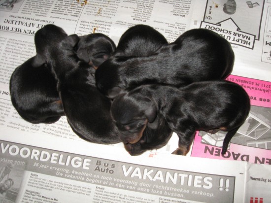 Pups van Bibi. Geboren op 1 juni 2010, 4 jongetjes  1 meisje. Allen Black and Tan.