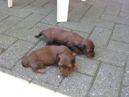 Bijna drie weekjes oud en voor de eerste keer buiten.