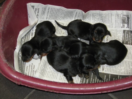 Alweer 1 weekje oud. Links Izzi rechts de jongetjes.