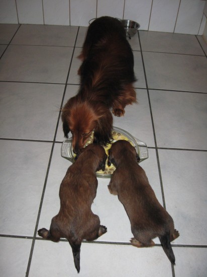 Al 4 weekjes. Samen  met mamma eten. Grenko links Grietje rechts