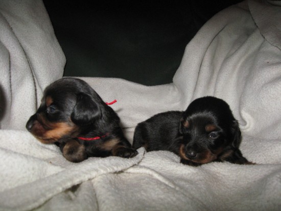 Ook deze pups van Bibi  hebben een nieuw baasje gevonden.