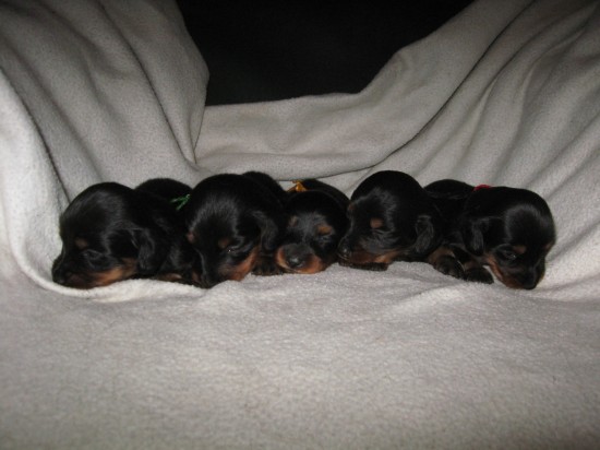 De pups van Bibi  gezellig bij elkaar.