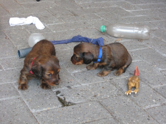 Alweer 4 weekjes oud.  Links Sammie rechts Pepper.