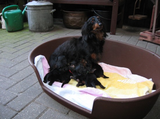 We zijn al 3 weekjes oud.  Bibi samen met haar pups.
