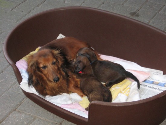 5 weekjes alweer. Amora verzorgt haar puppies.