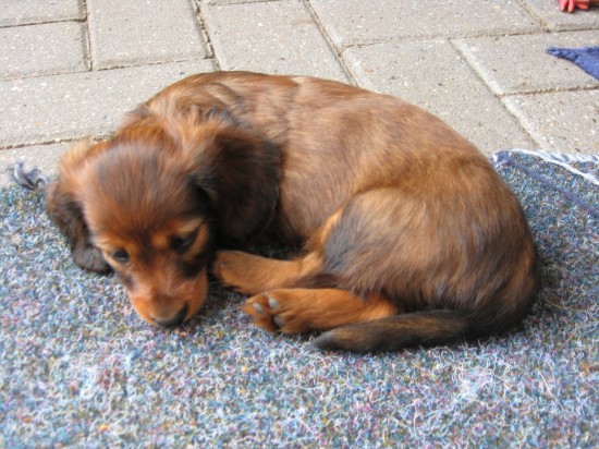 Grietje 6 weekjes.