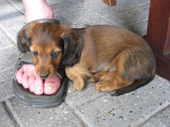 Grenko 6 weekjes.