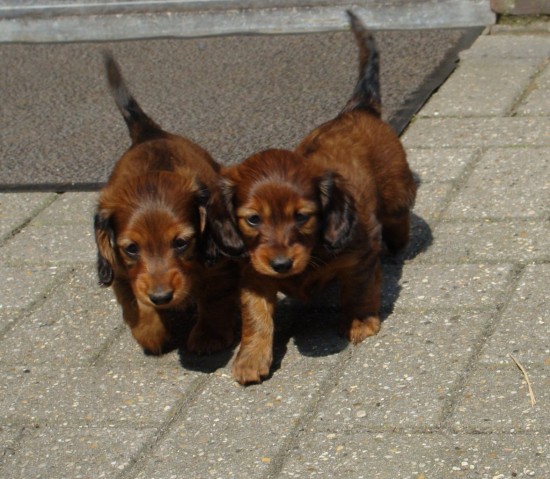 5 weekjes.  Sammie links. Pepper rechts.