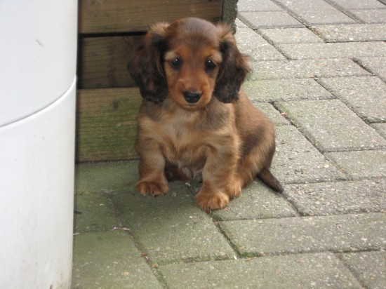 Grenko nu 7 weekjes oud.