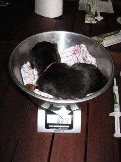 Izzi 5 weekjes oud.  Haar gewicht is nu 630 gram.