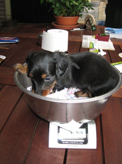 Iwan 5 weekjes oud.  Zijn gewicht is nu 740 gram.