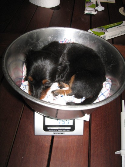 Ivo 5 weekjes oud.  Zijn gewicht is nu 740 gram.