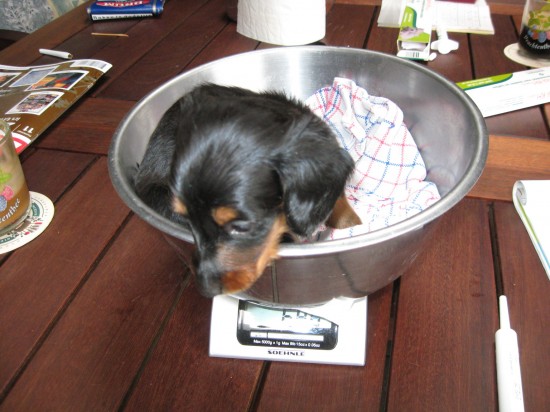 Imper, 5 weekjes oud.  Mijn gewicht is nu 680 gram.