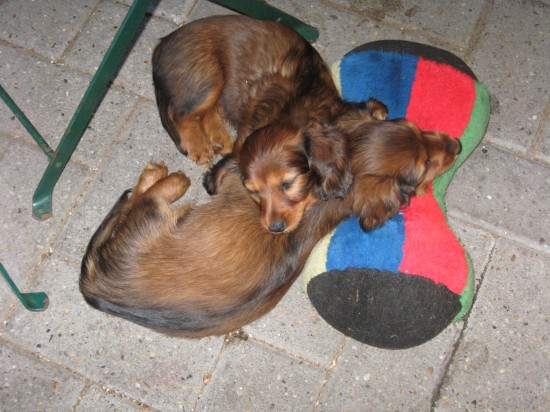 Grenko en Grietje alweer 8 weekjes oud.