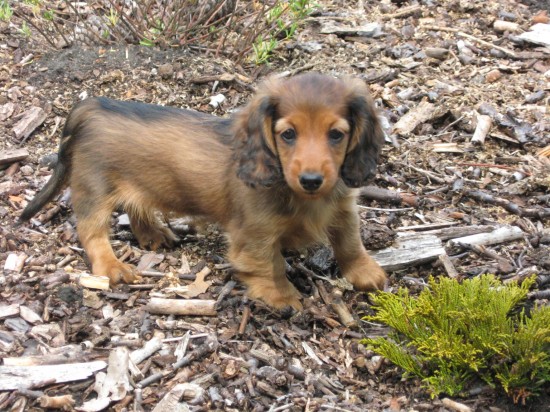 15-7-2010 Grenko. Bijna 9 weekjes. Ik mag al bijna naar  mijn nieuwe baasjes.