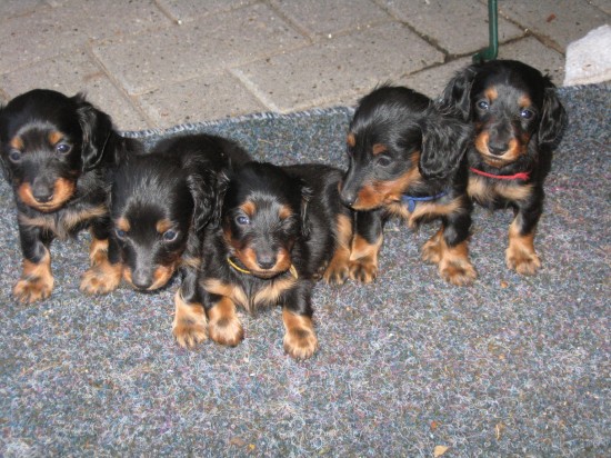 6 weekjes oud. van links naar recht Iwan, Igor, Izzi, Ivo en Imper.