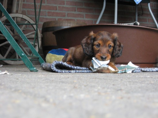Sammie alweer 6 weekje oud. Wat gaat het weer snel allemaal.