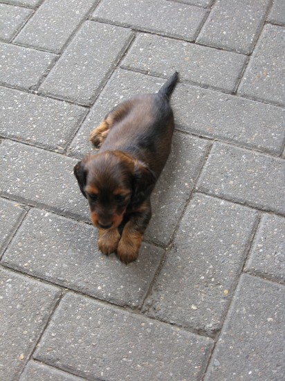Pepper alweer   6 weekjes oud.