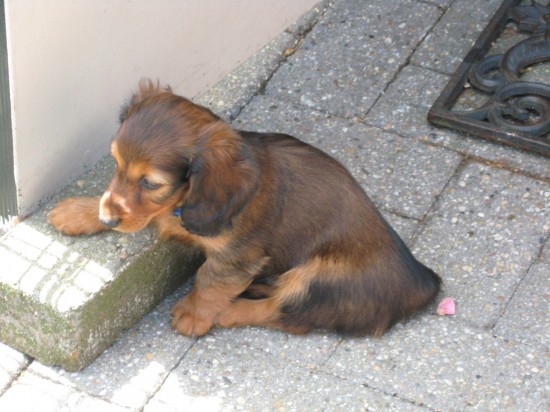 Pepper 7 weekjes oud. Even kijken wat de ander hondjes aan het doen zijn.