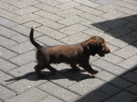 Sammie al 7 weekjes oud.