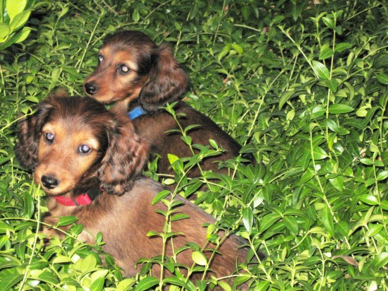 Alweer 8 weekjes oud. Samen spelen in de tuin. Sammie vooraan, Pepper achteraan.