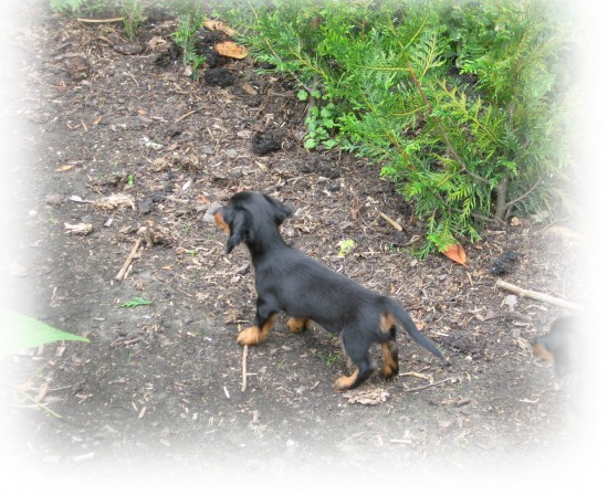 Imper 8 weekjes oud op ontdekking in de tuin.