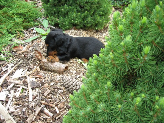 Iwan 8 weekjes oud. Lekker spelen in de tuin.