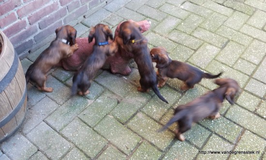 9-2-2016. 8 weekjes oud. Lekker buiten spelen.