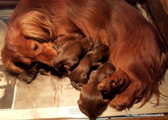 Umsa net na de bevalling bij het verzorgen van de pups.