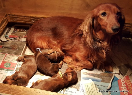 16-12-2017. Umsa is een trotse mamma en zit lekker bij de pups.