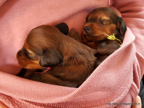 23-12-2016 Pup roze en geel.  3 weekjes oud.