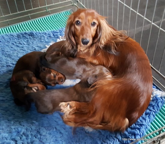 30-12-2017. 4 weekjes oud Nog lekker bij mamma drinken en slapen.