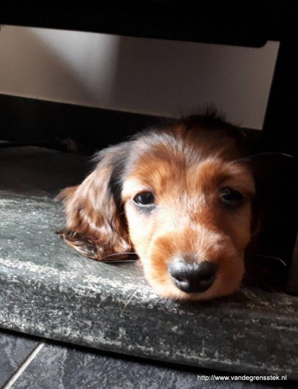 9 weekjes oud alweer.  Comtessa Dusty