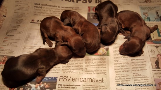 5-3-2019. De pups net na de geboorte.