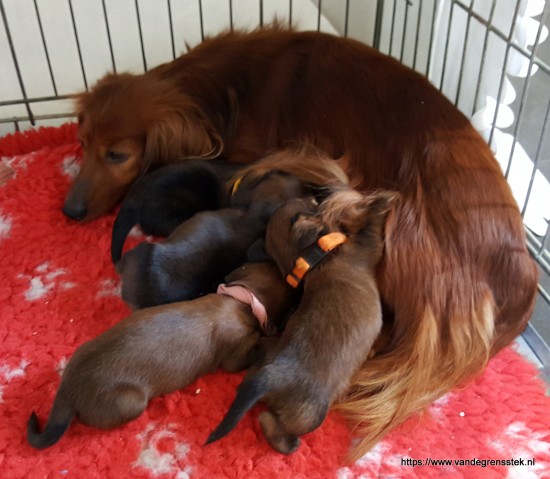 19-3-2019. Umsa met pups.