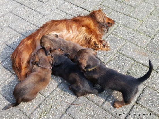 9-4-2019. Umsa voedt buiten de pups.