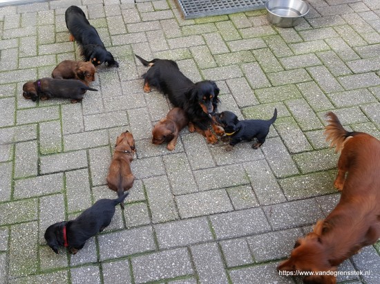 25-10-2019. 5 weekjes oud  Lekker voor het eerst buiten.